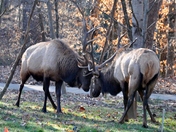 Great Smoky Mountain National Park