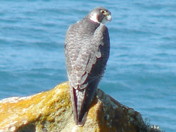 Reyes Point National Park