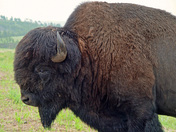 Black Hills National Forest