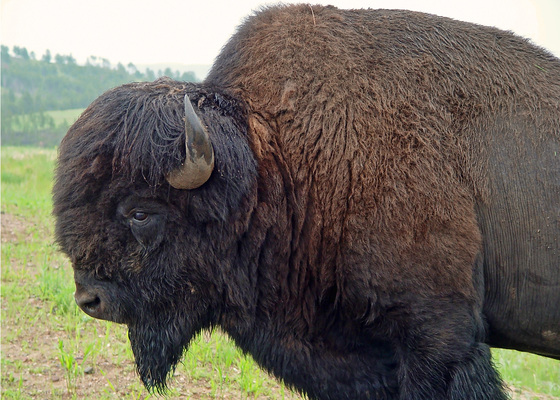 Black Hills National Forest