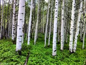 Gunnison National Forest
