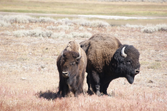Yellowstone National Park 
