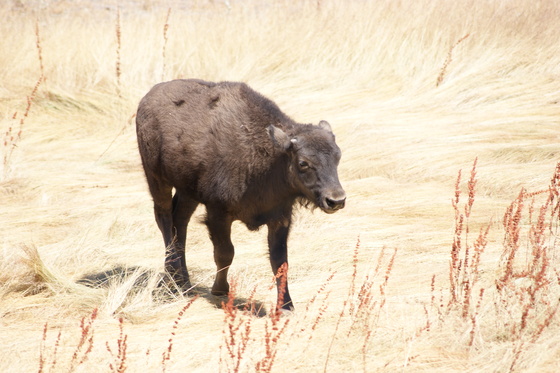 Yellowstone National Park