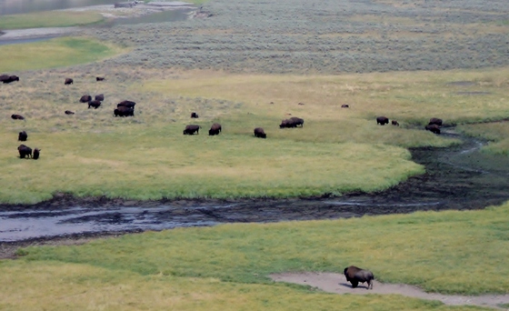 Yellowstone NP