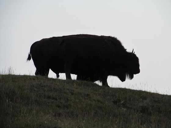 yellowstone 