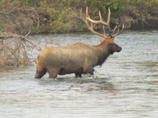 National Bison Range, Montana