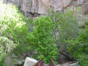 Gila National Forest