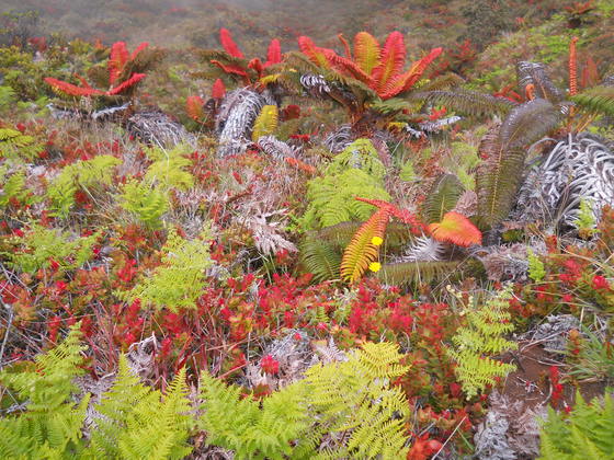 Haleakala National Park