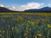 Coconino National Forest