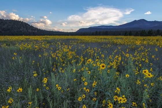 Coconino National Forest