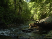 Pisgah National Forest