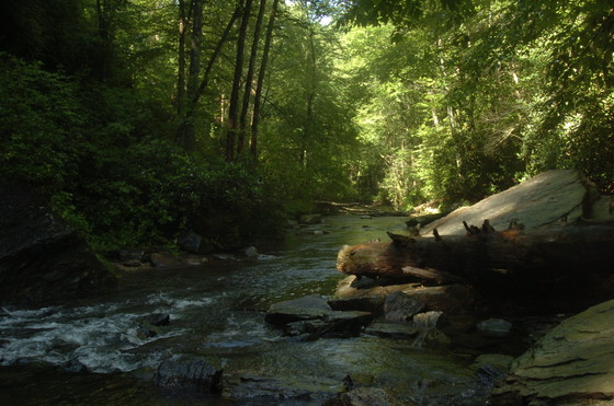 Pisgah National Forest