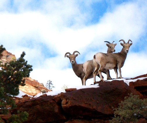 Zion National Park