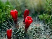 Canyonlands National Park