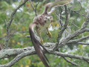 Bombay Hook National Wildlife Refuge