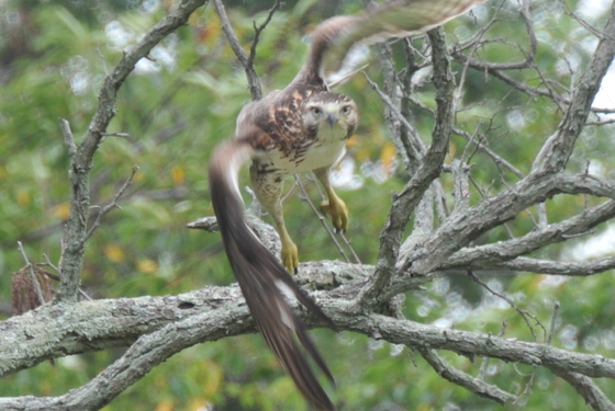 Bombay Hook National Wildlife Refuge