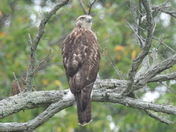Bombay Hook National Wildlife Refuge