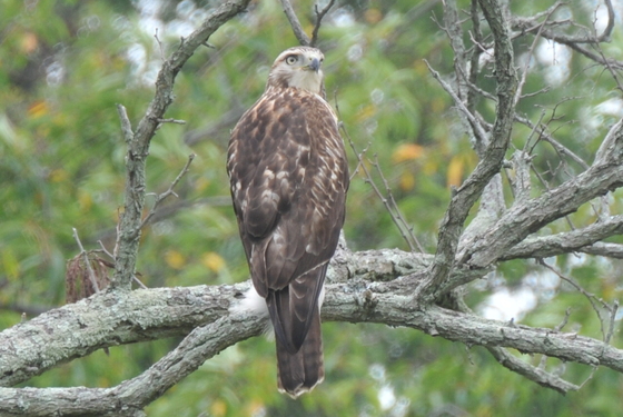 Bombay Hook National Wildlife Refuge