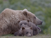 Katmai National Park Alaska