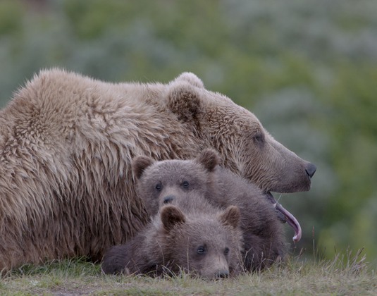 Katmai National Park Alaska