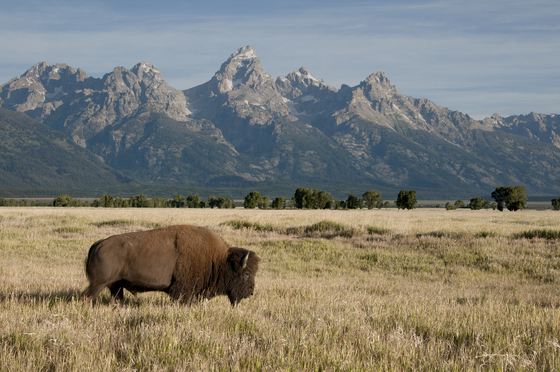 Grand Tetons National Park