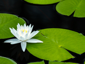 Okefenokee National Wildlife Refuge
