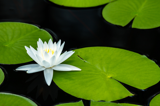 Okefenokee National Wildlife Refuge