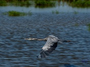 Blackwater National Wildlife Refuge