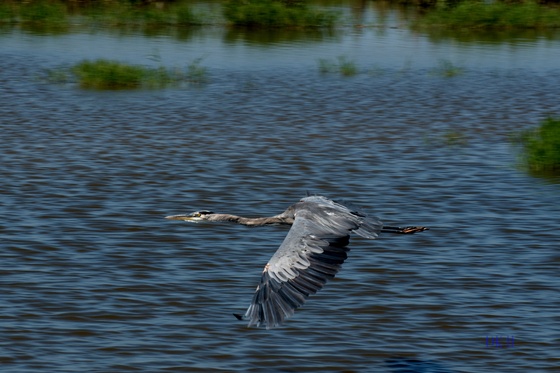Blackwater National Wildlife Refuge