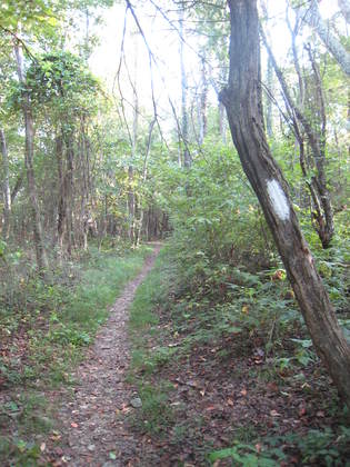 Shenandoah National Park