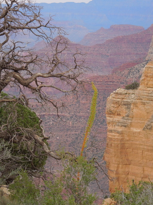 Grand Canyon National Park