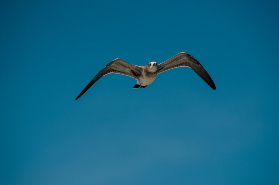 Cape Hatteras
