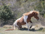 Assateague Island National Seashore