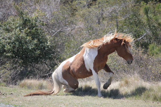 Assateague Island National Seashore