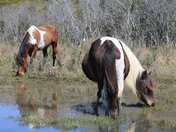 Assateague Island National Seashore