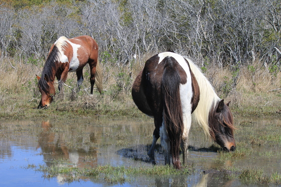Assateague Island National Seashore
