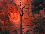 Zion National Park
