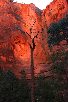 Zion National Park