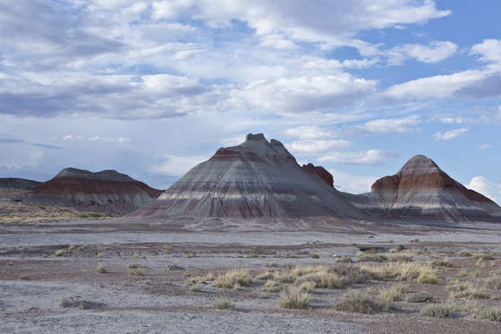 The Petrified Forest