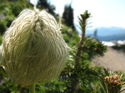 Mount Rainier National Park