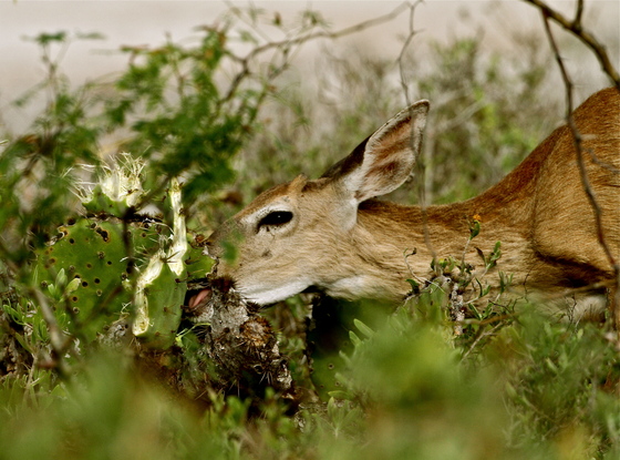 Laguna Atascosa National Wildlife Refuge