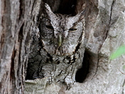 Laguna Atascosa National Wildlife Refuge