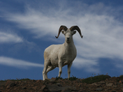 Denali National Park and Preserve
