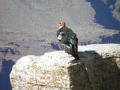 Grand Canyon National Park