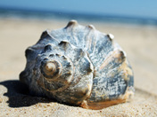 Back Bay National Wildlife Refuge 