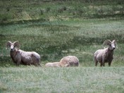 Rocky Mountains National Park