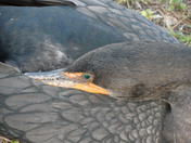 Everglades National Park