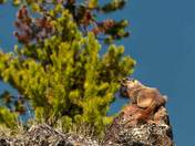 Yellowstone National Park