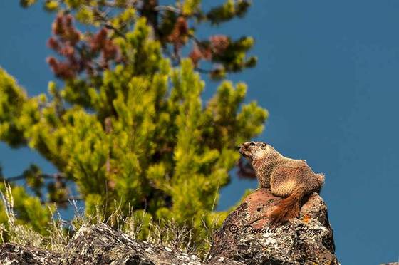 Yellowstone National Park