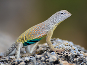 Montezuma's Castle National Monument